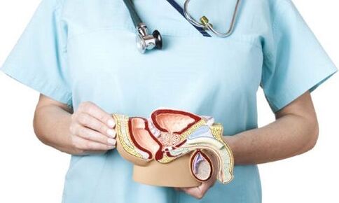modello del sistema genito-urinario maschile e trattamento della prostatite